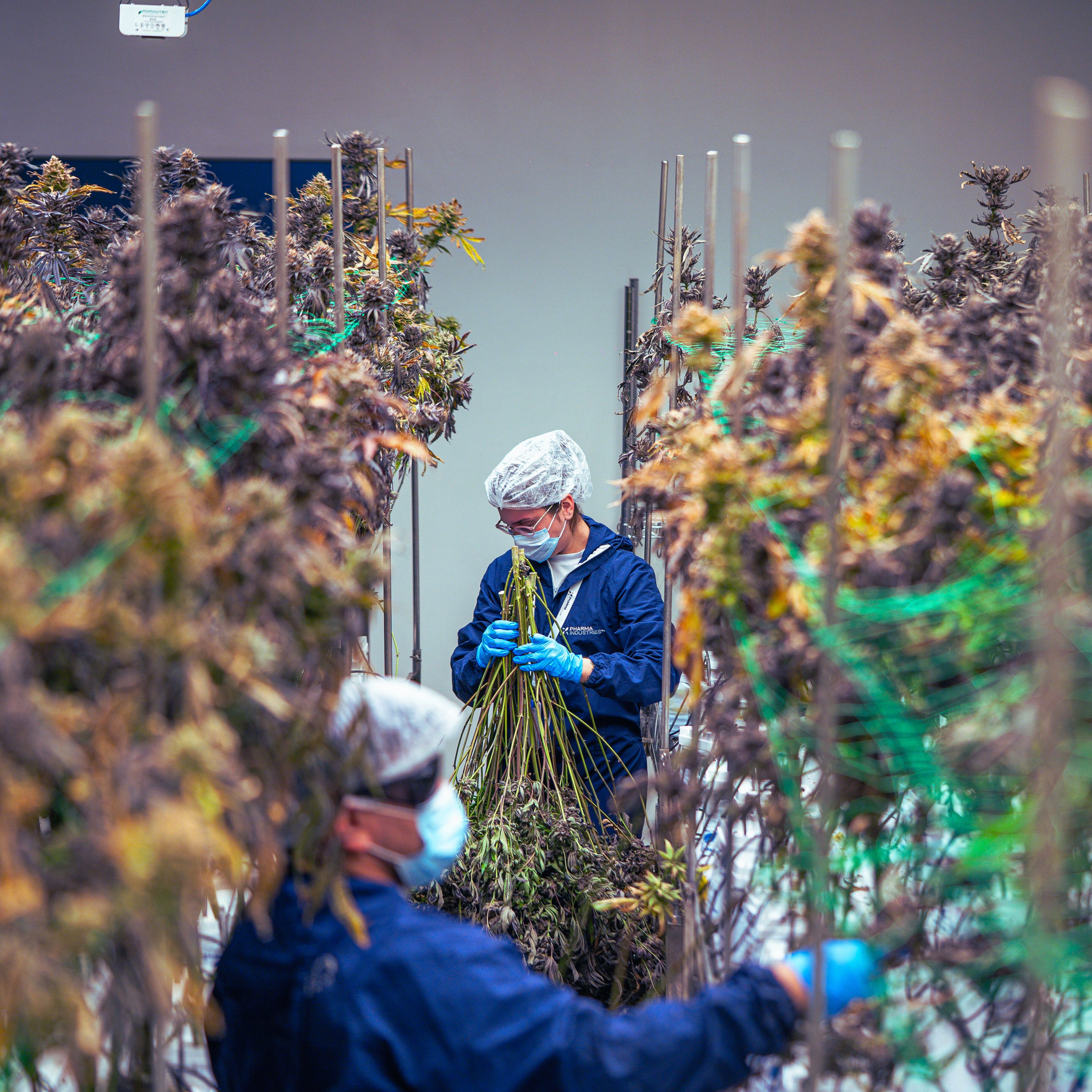 Workers inspecting hemp-derived THCa flower plants in a controlled cultivation and testing facility at StreetStem