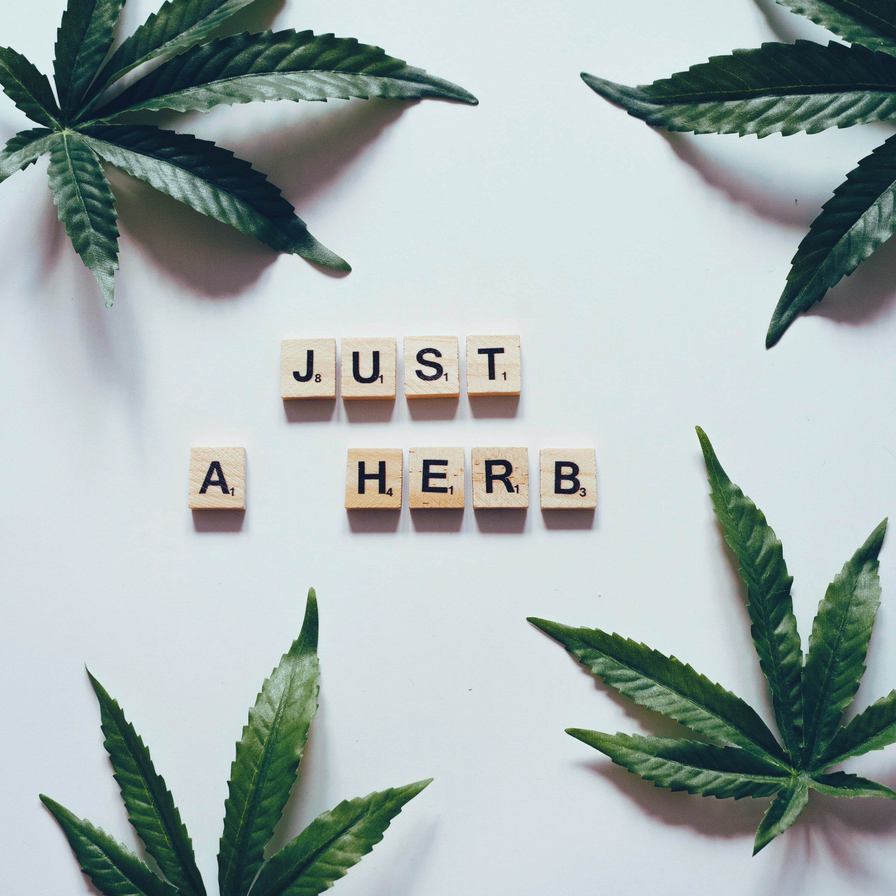 StreetStem Farm Bill compliant THCa flower concept with hemp leaves and wooden blocks spelling ‘Just a Herb’.